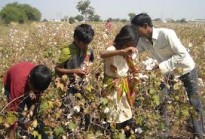 child labour in the cotton fields