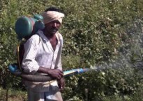 cotton pesticides spraying