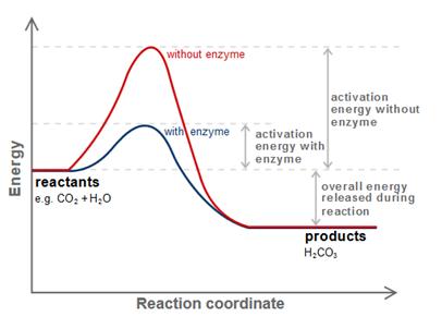 kinetics of enzyme catalyzed reactions