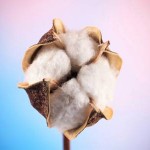 The sustainability of organic cotton and GM cotton – Part 1 of 2