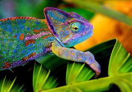 chameleon colours
