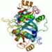 protein structure of enzymes